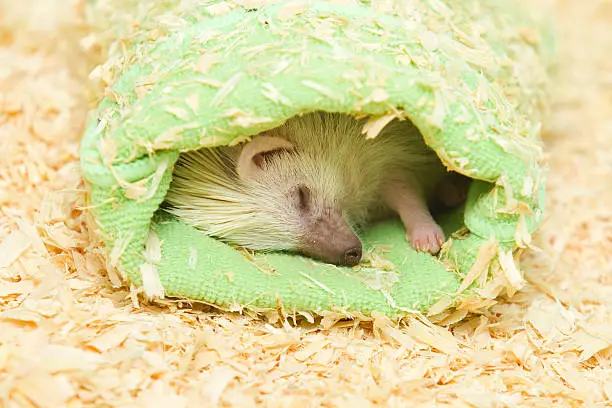 beautiful hedgehog rodent sleeping
