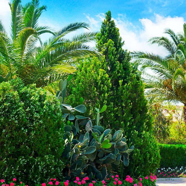 istock park with palm trees and evergreen plants 534052146