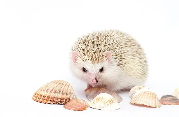 cute and fun hedgehog baby in background