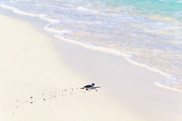 neonato tartarughe è inserito il mare - turtle young animal beach sea life foto e immagini stock