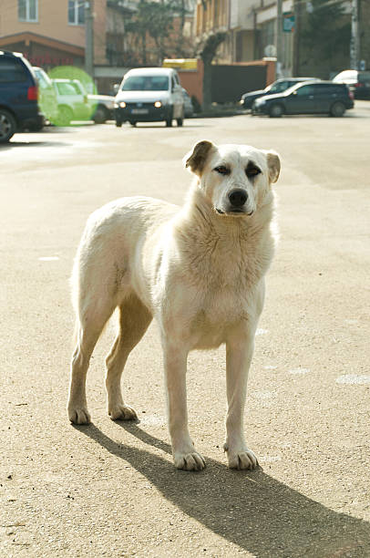 istock Stray dogs on street 534052833