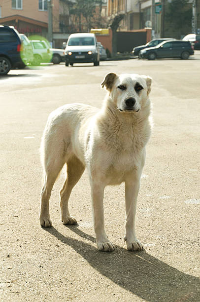 istock Stray dogs on street 534052835