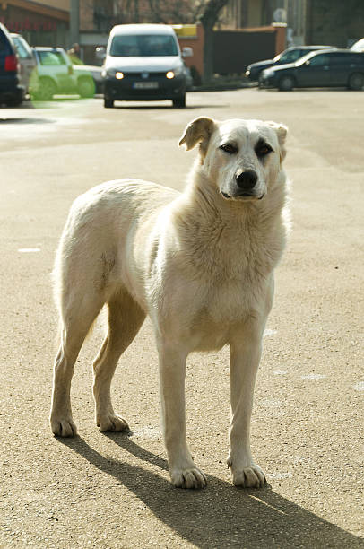 istock Stray dogs on street 534052837