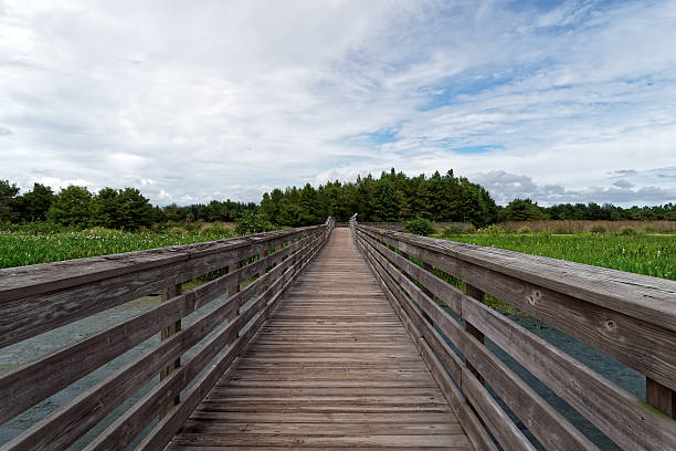 istock Straight Wood Boardwalk Surrounded by Green 534053804