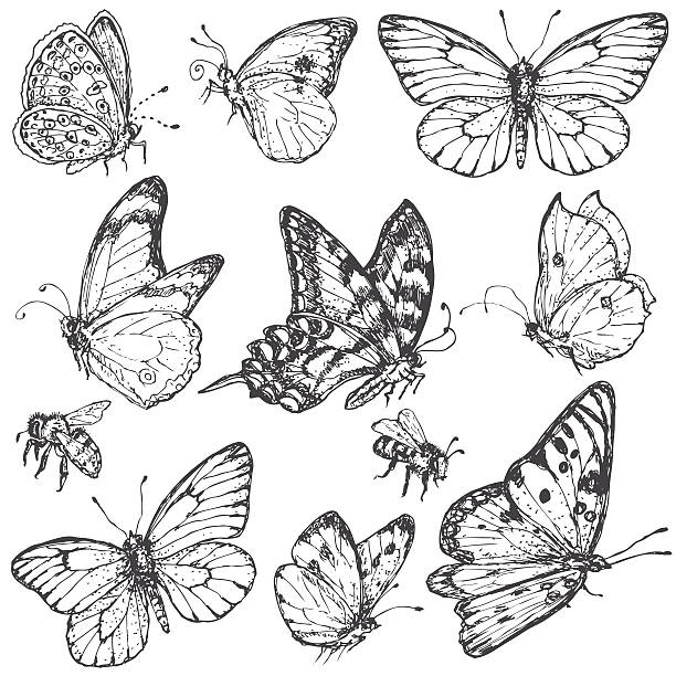 ilustrações de stock, clip art, desenhos animados e ícones de desenhado à mão conjunto de insectos e abelhas. - inseto ilustrações