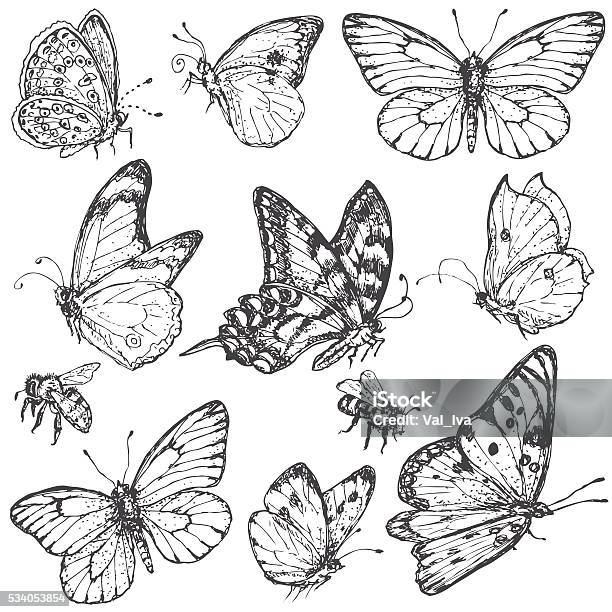Hand Drawn Set Of Butterflies And Bees Stock Illustration - Download Image Now - Butterfly - Insect, Illustration, Sketch