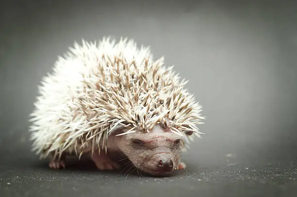 cute and fun hedgehog baby