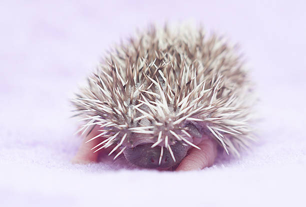 istock cute hedgehog baby background 534054201