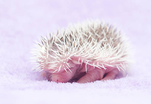 istock cute hedgehog baby background 534054207