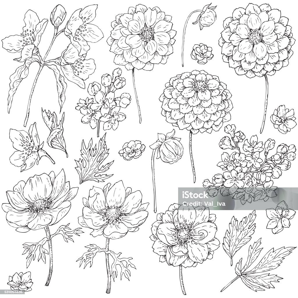 Set of flowers  and leaves sketch Hand drawn set of doodle flowers. Black and white flowers, buds and leaves for coloring. Floral elements for decoration. Vector sketch. Dahlia stock vector