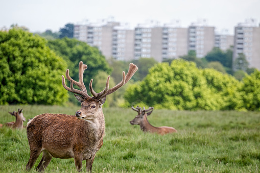 Deer grazing in a public city park with tower blocks in background.