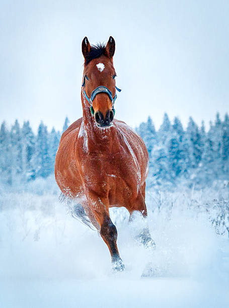 istock Chestnut horse run gallop in winter 534055369