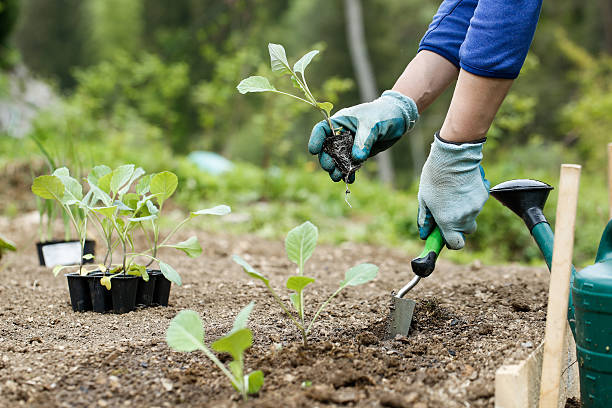 istock Gardener planting, plowing the broccoli seedlings in 534055640
