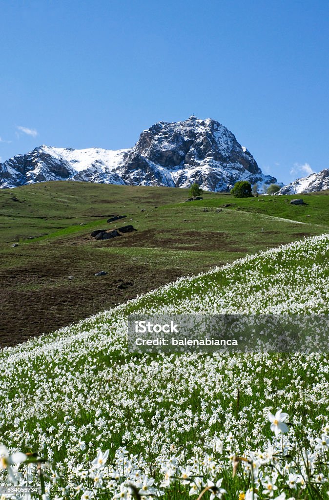 the meadow of daffodils the flowering of daffodils, colors the mountain meadow white Blue Stock Photo