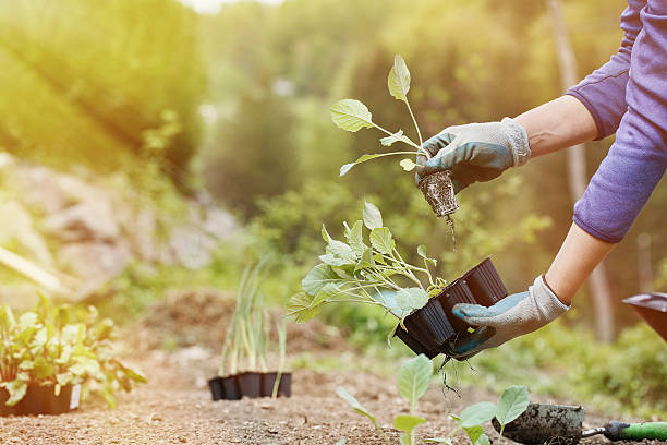 istock Gardener planting, plowing the broccoli seedlings in 534055830