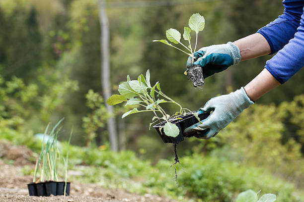 istock Gardener planting, plowing the broccoli seedlings in 534055968
