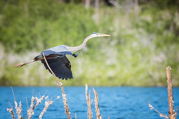 istock Great Blue Heron in flight  Ardea herodias 534056188