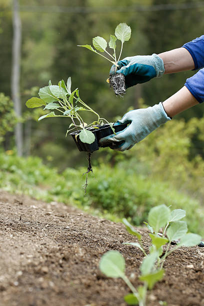 istock Gardener planting, plowing the broccoli seedlings in 534056214
