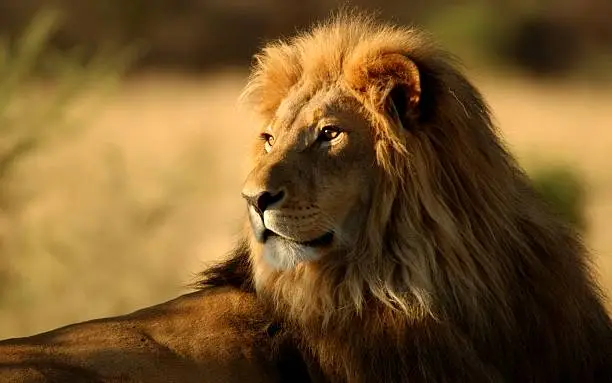 Beautiful lion looking towards the sun, as the sunset is getting closer.