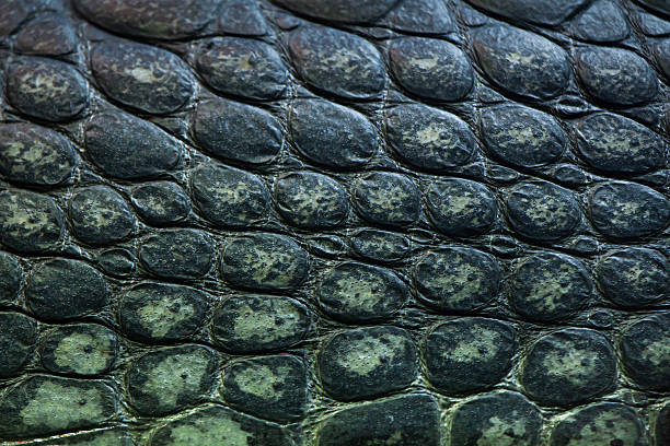 istock Gharial (Gavialis gangeticus), also knows as the gavial. 534056330