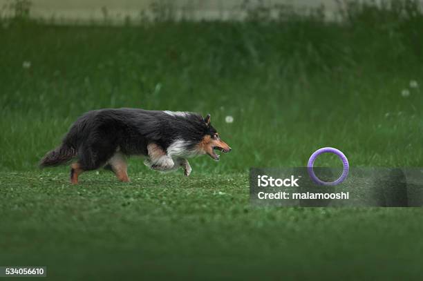 Medium Size Dog Runs After A Toy Stock Photo - Download Image Now - Collie, Cute, Friendship