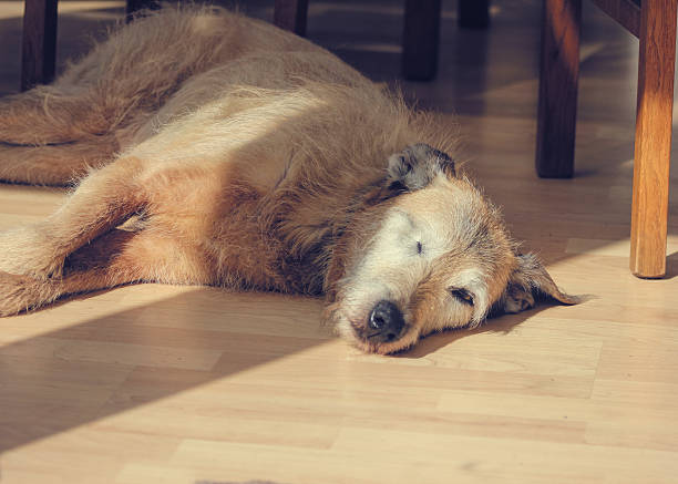 istock Old Dog With One Eye Resting On Floor 534057016