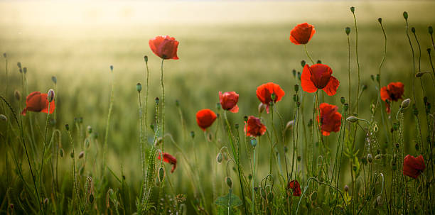 poppies feld bei sonnenuntergang - landscape nature poppy field stock-fotos und bilder