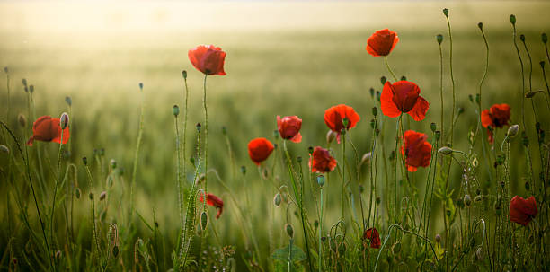 champ de coquelicots au coucher du soleil - flower nature poppy red photos et images de collection