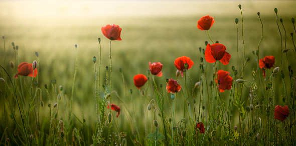background of beautiful red poppy field. Provence, France. a poster\