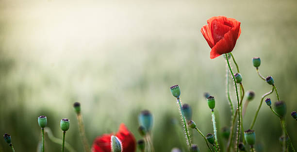 istock Poppies field at sunset 534057488