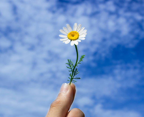 istock Unrecognizable person holding daisy against cloudy sky 534057776