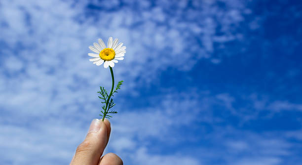 istock Unrecognizable person holding daisy against cloudy sky 534057962