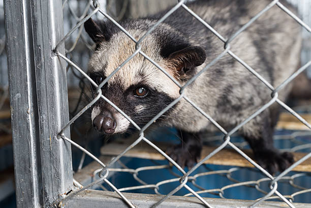 istock Coffee series : Asian palm civet in cage 534059050