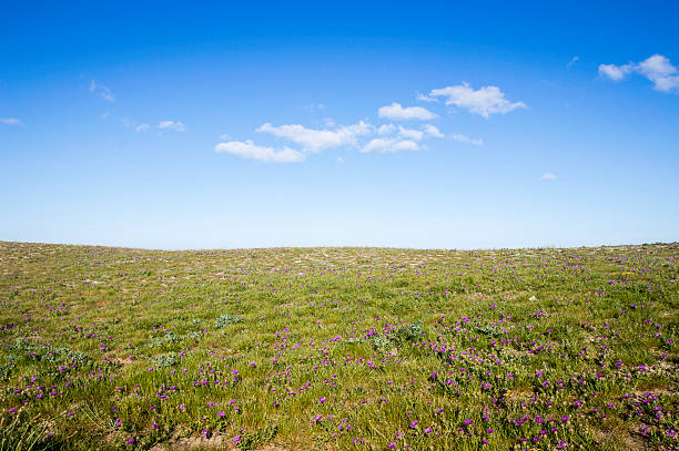 istock Hills with field of flowers 534060020