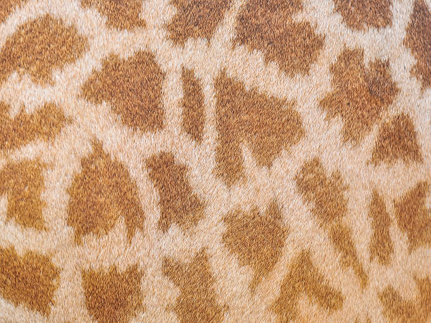 istock Genuine leather skin of Giraffe 534075835