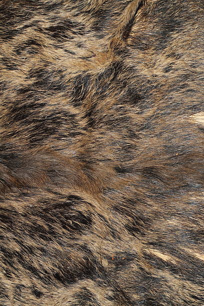 istock sus scrofa hunting trophy fur 534076177