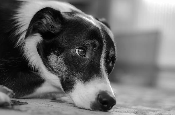 Cute little dog lies comfortably in his dog bed - Jack Russell Terrier