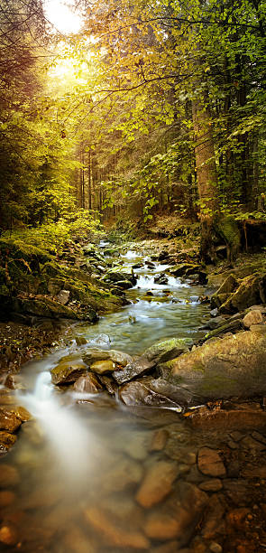 istock Panoramic image of the forest brook in the mountains 534077169
