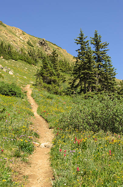 istock Rocky Mountain Alpine Trail 534077339