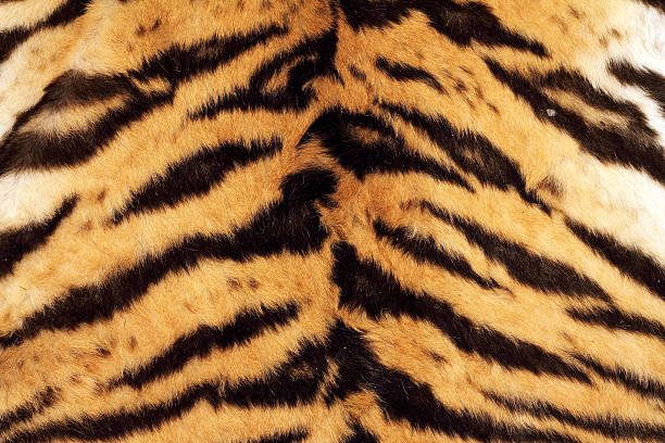 istock tiger beautiful texture of real fur 534077409