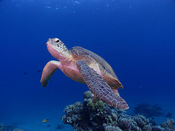 istock Green sea turtle swimming 534079305