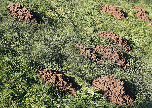 many Molehills caused by moles in green Meadow
