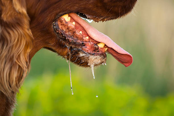 Drooling dog Drooling Irish Setter male in a hot Summer animal saliva stock pictures, royalty-free photos & images