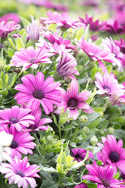 istock Flower in the garden 534080937