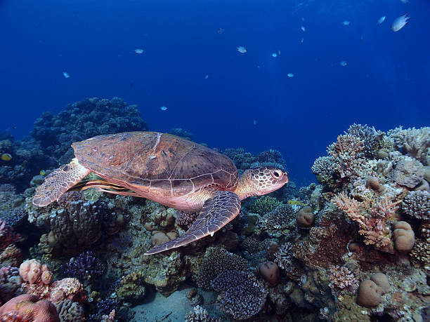 istock Green sea turtle and reef 534081901