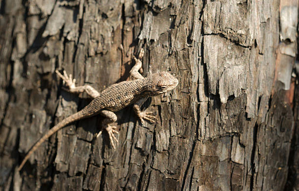 istock Wild Animal Sagebrush Lizard Forest Reptile Sceloporus Graciosus 534082567