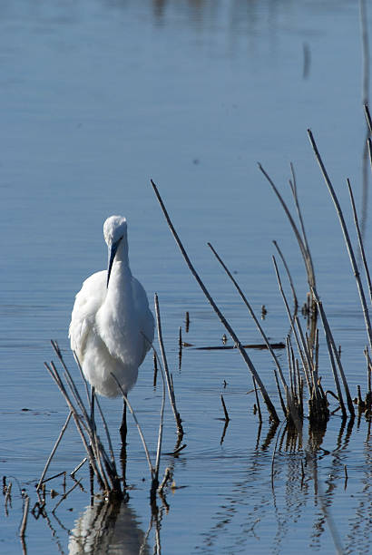 istock Little Egret (Egretta garzetta) in the National Park. 534082915