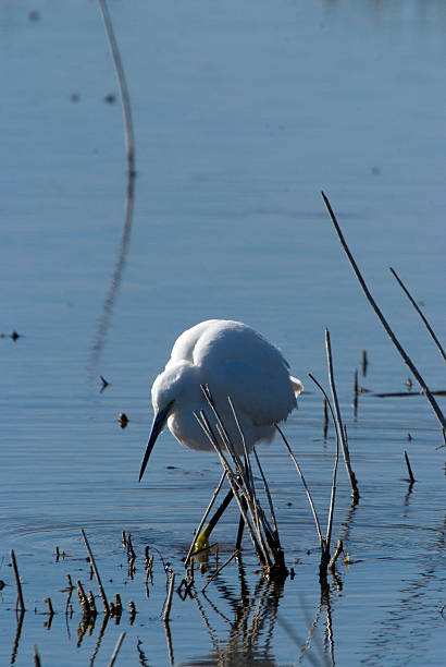 istock Little Egret (Egretta garzetta) in the National Park. 534082917