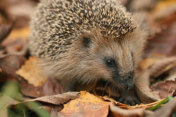 istock hedgehog autumn leaves forest 534083045