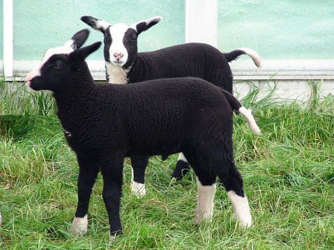 Two lambs 2-3 weeks old with black and white color looking